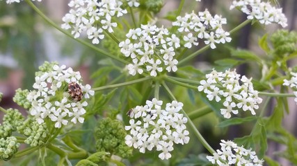  flower snowflake