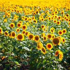 Fototapeta premium Beautiful field of sunflowers. Rural landscapes under bright sunlight. Background of ripening sunflower. Rich harvest.
