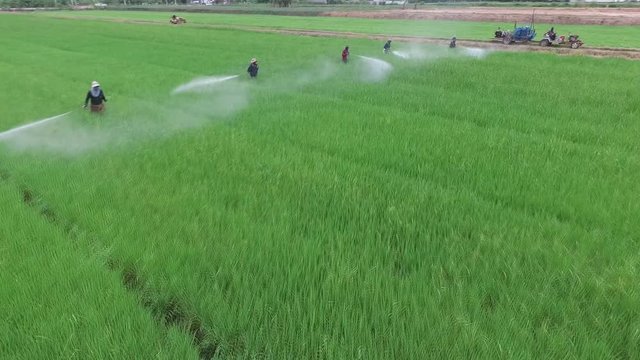 thai farmer spraying insecticide chemical in rice plantation