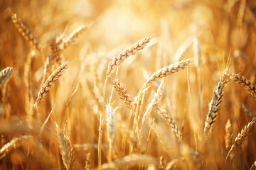 Wheat field. Rural Scenery under Shining Sunlight. A background of the ripening wheat. Rich harvest.