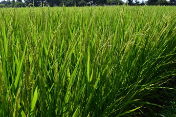 稔り始めた稲穂