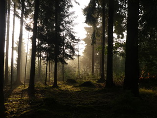 Obraz premium sunrise in the forest with fog sunlight sunbeam