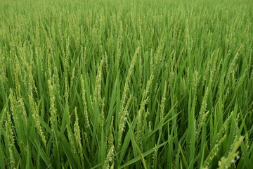 稔り始めた稲穂