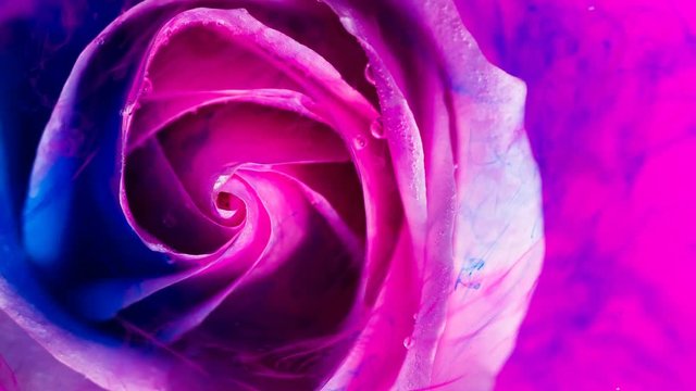 Top view of a beautiful rose in spreading paint. Close-up