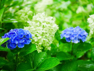 blue hydrangea flowers