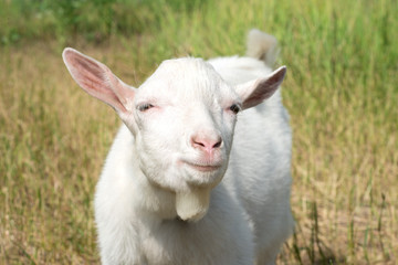 Fototapeta premium Close up portrait of the white goat who is grazed on a glade in sunny summer day.