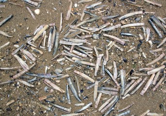 Dépôt de coquillages solens portés par les grandes marée. Normandie France