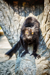 Black Lemur 'Eulemur macaco' in safari-park