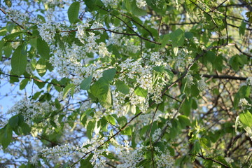 cherry blossoms on a sunny day