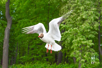 Seagulls lake gull flies in the air against the background of the green trees of the forest park.