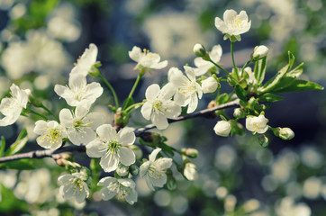 Blossoming of cherry flowers in spring time, natural seasonal floral background