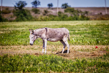 Obraz premium Cute donkey on a green meadow