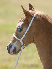 Pretty Foal Headshot
