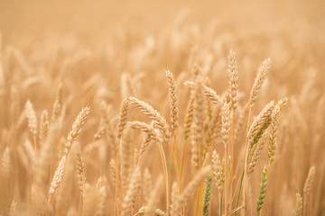 Beautiful view in the wheat field  in summer sunny day