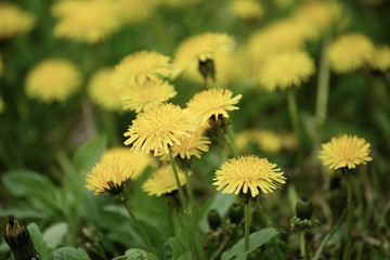 Dandelion yellow flower growing on the green meadow in spring time, natoral seasonal floral background with copy space