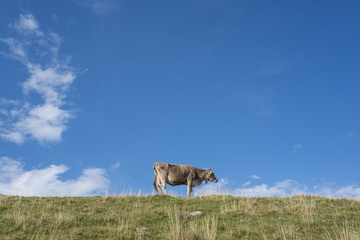free cow on tghe mountain