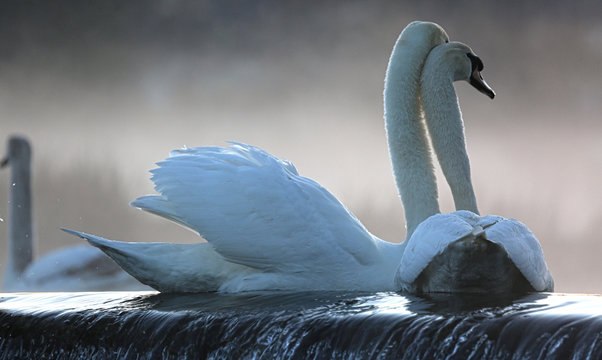 Swans