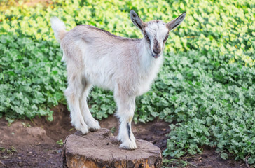 A small gray goat stands on a stump on a green background_