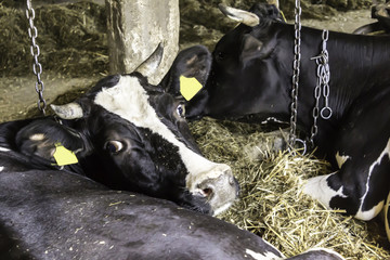 A motley, black white cow lies on the floor in the barn. Manure and straw, good fertilizer on the field. Rural dairy farm in Europe.