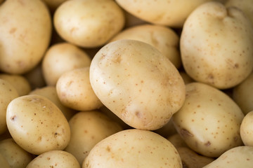 The new harvest potatoes at local farmers market