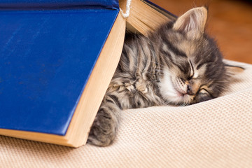 A little striped kitty sleeps under the book. The kid fell asleep near the book_