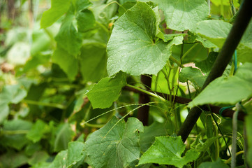 cucumbers in the garden