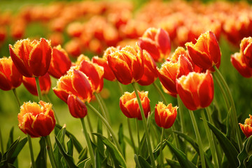 Spring sunny meadow with orange red tulip flowers, floral natural seasonal easter background with copy space