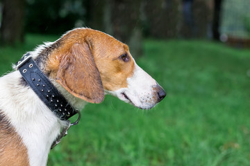 Portrait  of the Estonian hound close-up in a profile while walking in the park in a rainy weather_