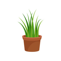 Green home decorative plant for interior design vector Illustration on a white background