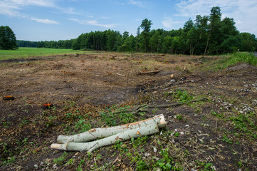 Fototapeta na wymiar Is deforestation. On the plot lie abandoned tree trunks.