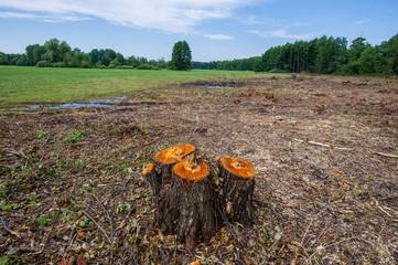 Stumps of valuable alder trees deforestation against a background of meadow and deciduous forest....