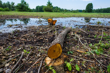 Stump and fallen tree trunk, illegal felling of trees in the forest.