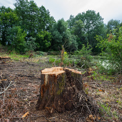 Fototapeta premium Stump of willow tree, sanitary deforestation.