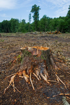 Stumps of valuable alder trees deforestation against a background of meadow and deciduous forest. Cutting valuable species of trees under the pretext of sanitary cleaning the forest.