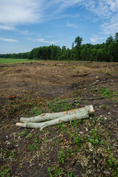 Is deforestation. On the plot lie abandoned tree trunks.