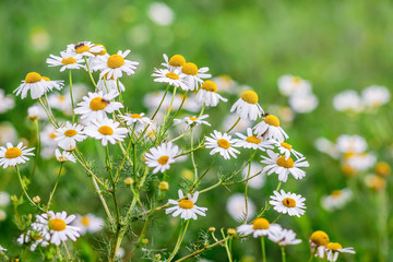 White chamomile blossomed on a meadow on a sunny summer day_