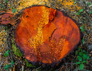 Stump valuable tree alders. Cutting valuable species of trees under the pretext of sanitary...
