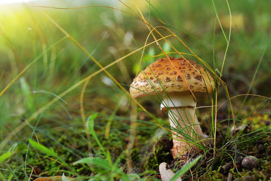 amanita rubescens mushroom, the blusher