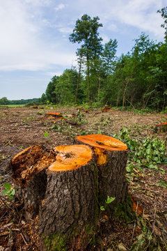 Stumps of cropped alder trees and trunks stocked in a meadow. Deforestation, destruction of deciduous forests.