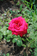 Red rose