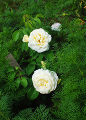 Roses of cream color