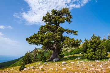 Loricato pines in the Pollino national park © trattieritratti