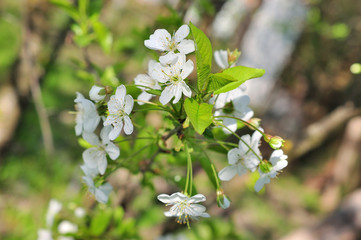Spring flowers background
