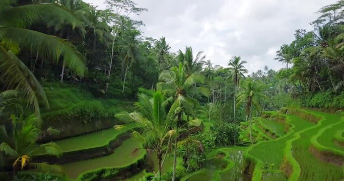 Hillside with rice farming. World's most beautiful mountains landscapes shape in nature. Typical Asian green cascade rice field terraces paddies. Ubud. Bali. Indonesia. Same as Guillin. China.