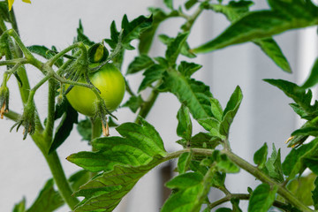 Green tomato plant growing in greenhouse. Blurry background
