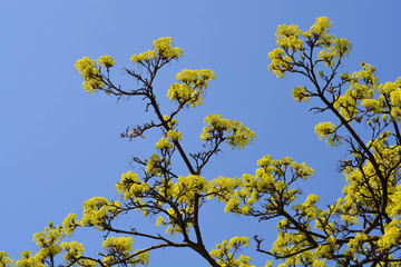 Norway maple