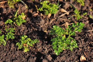 Fresh parsley growing in garden.