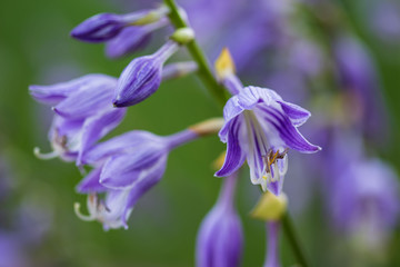 close up of a lavendar hosta blossom