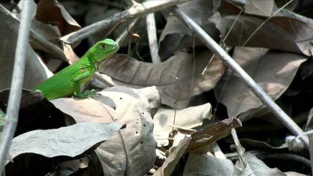 American iguana baby posing among the dry leaves in the rain forest.  The green iguana, also known as the American iguana, is a large, arboreal, mostly herbivorous species of lizard.