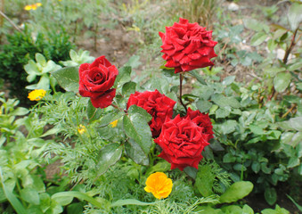 red roses
